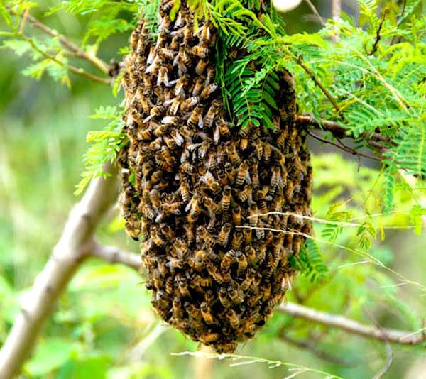 Column Bee Honey bee colonies are finely-tuned machines where every bee has a job ...